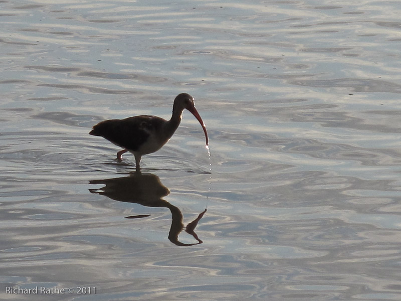 Day 3 - Rabbit Key - Feeding Ibis