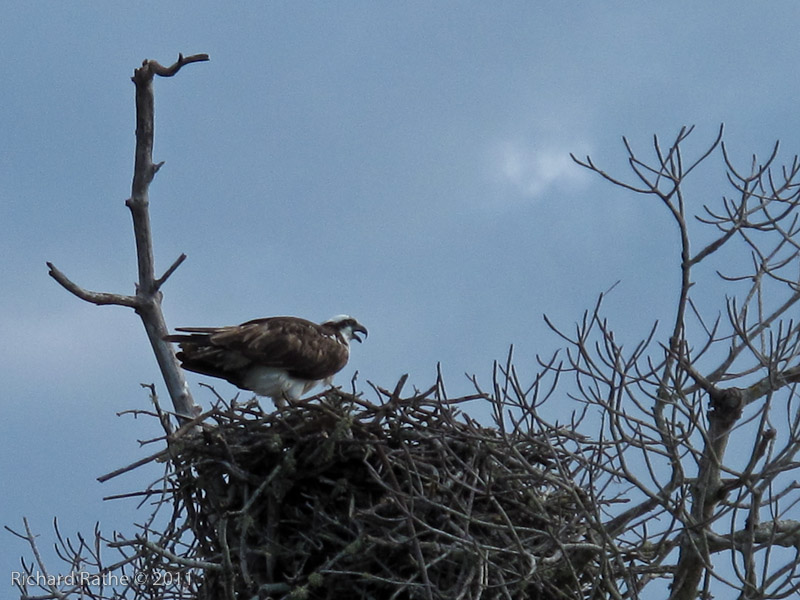 Day 3 - Osprey on Nest