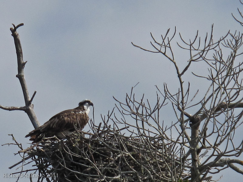 Day 3 - Osprey on Nest