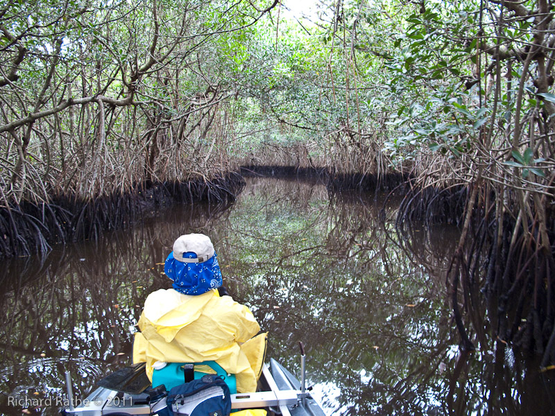 Day 4 - Half-Way Creek Mangrove Tunnel