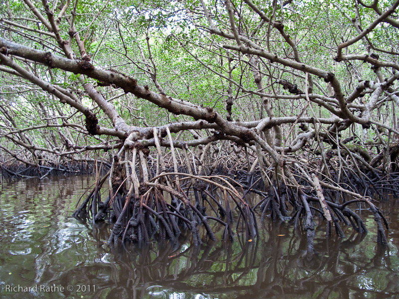 Day 4 - Half-Way Creek Mangrove Tunnel