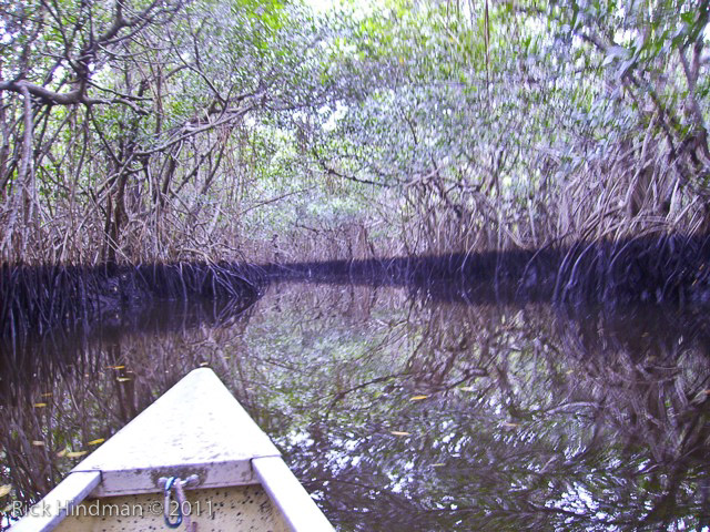 Day 4 - Half-Way Creek Mangrove Tunnel