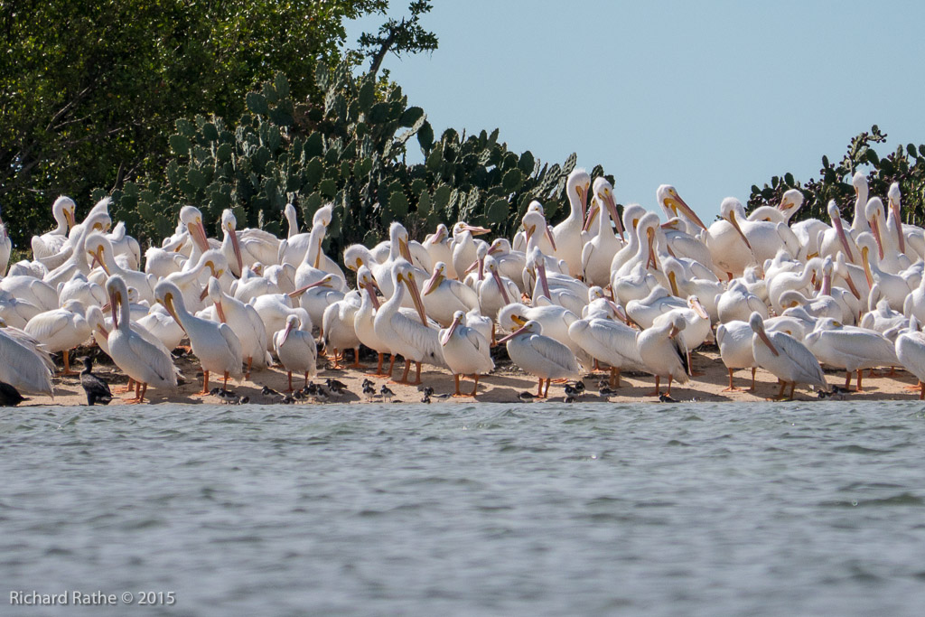 American White Pelicans @ Carl Ross and Sandy Keys