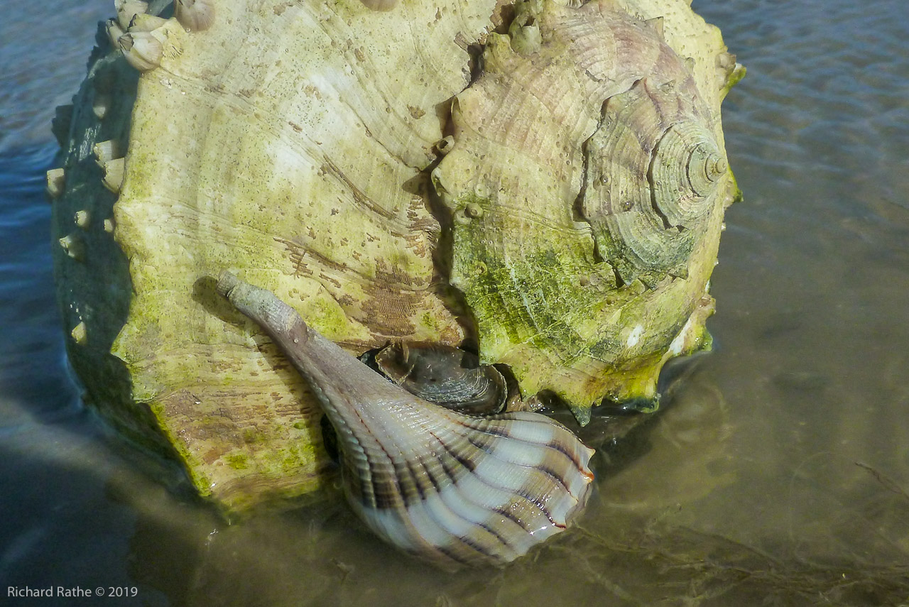 Queen Conch with Offspring 