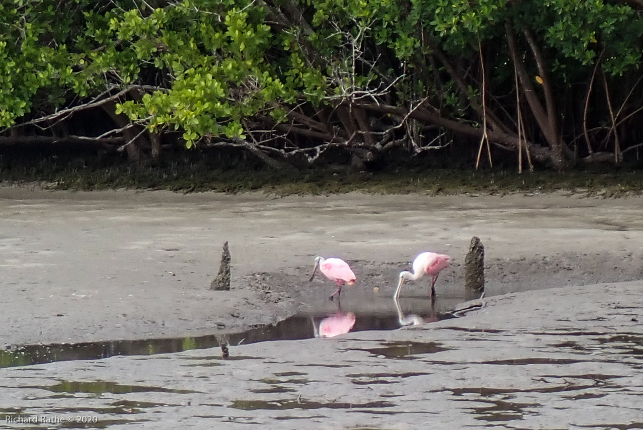 Roseate Spoonbills