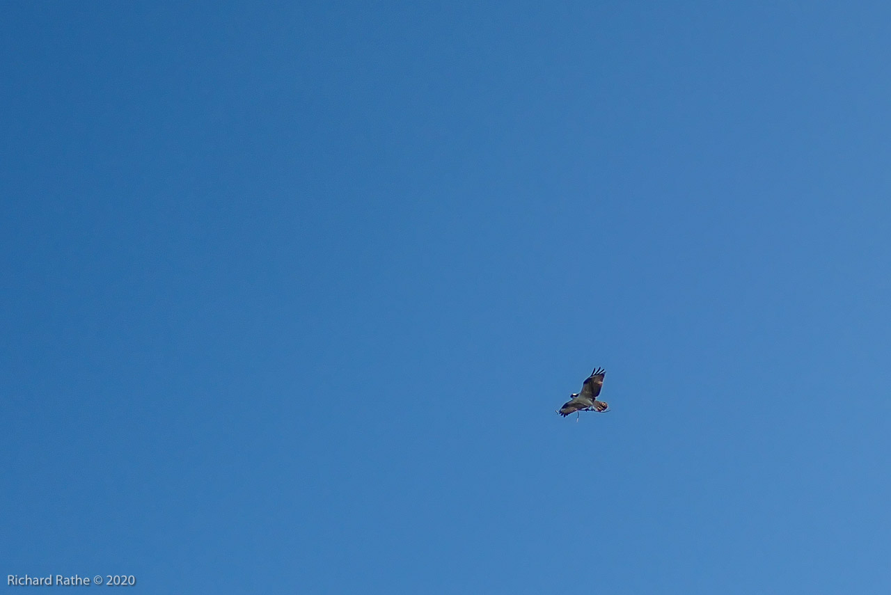 Osprey at Rabbit Key