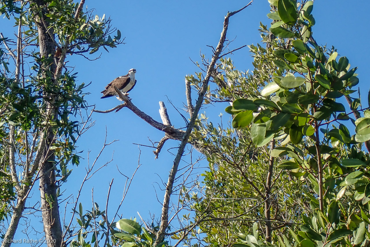 Osprey at Rabbit Key