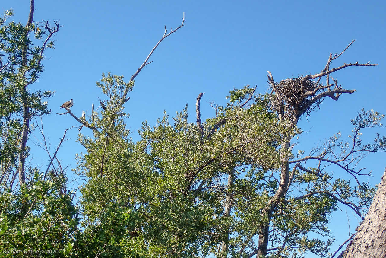 Osprey at Rabbit Key