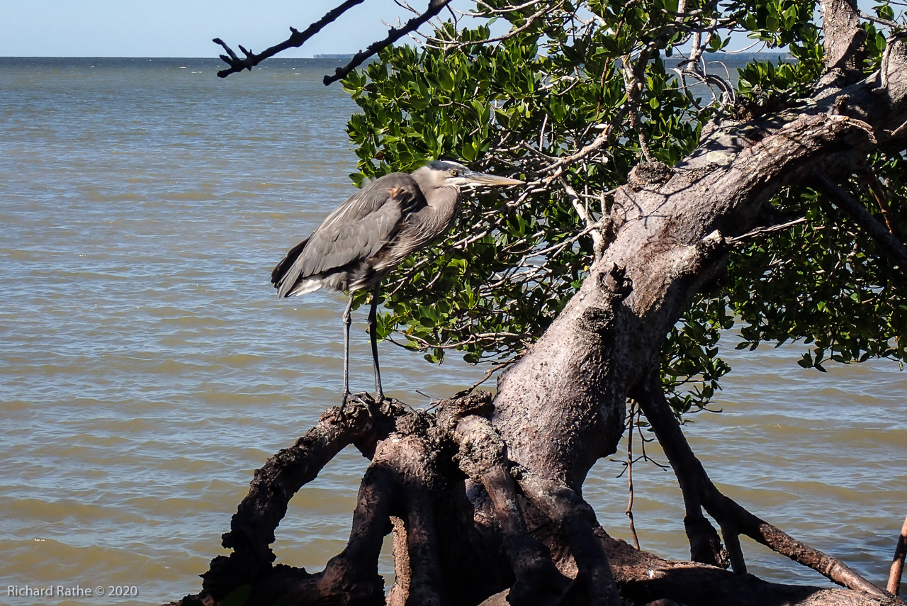 Great Blue Heron at Lumber Key