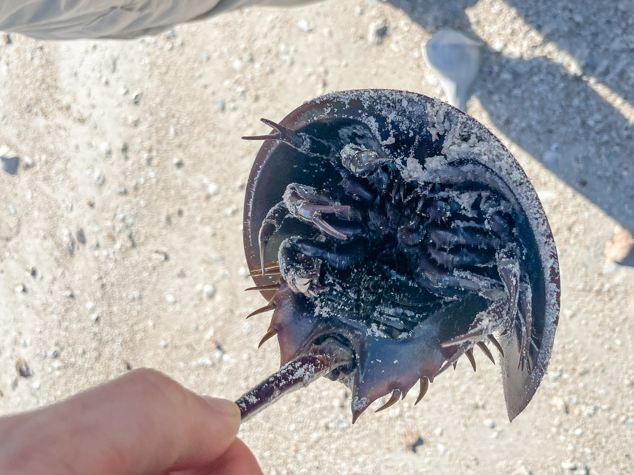 Rabbit Key Horseshoe Crab