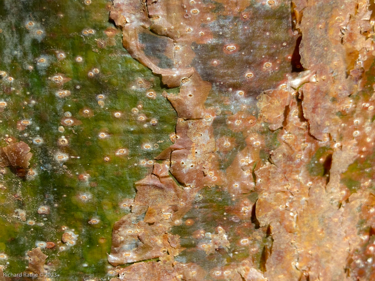 Sandfly Island Gumbo Limbo Bark