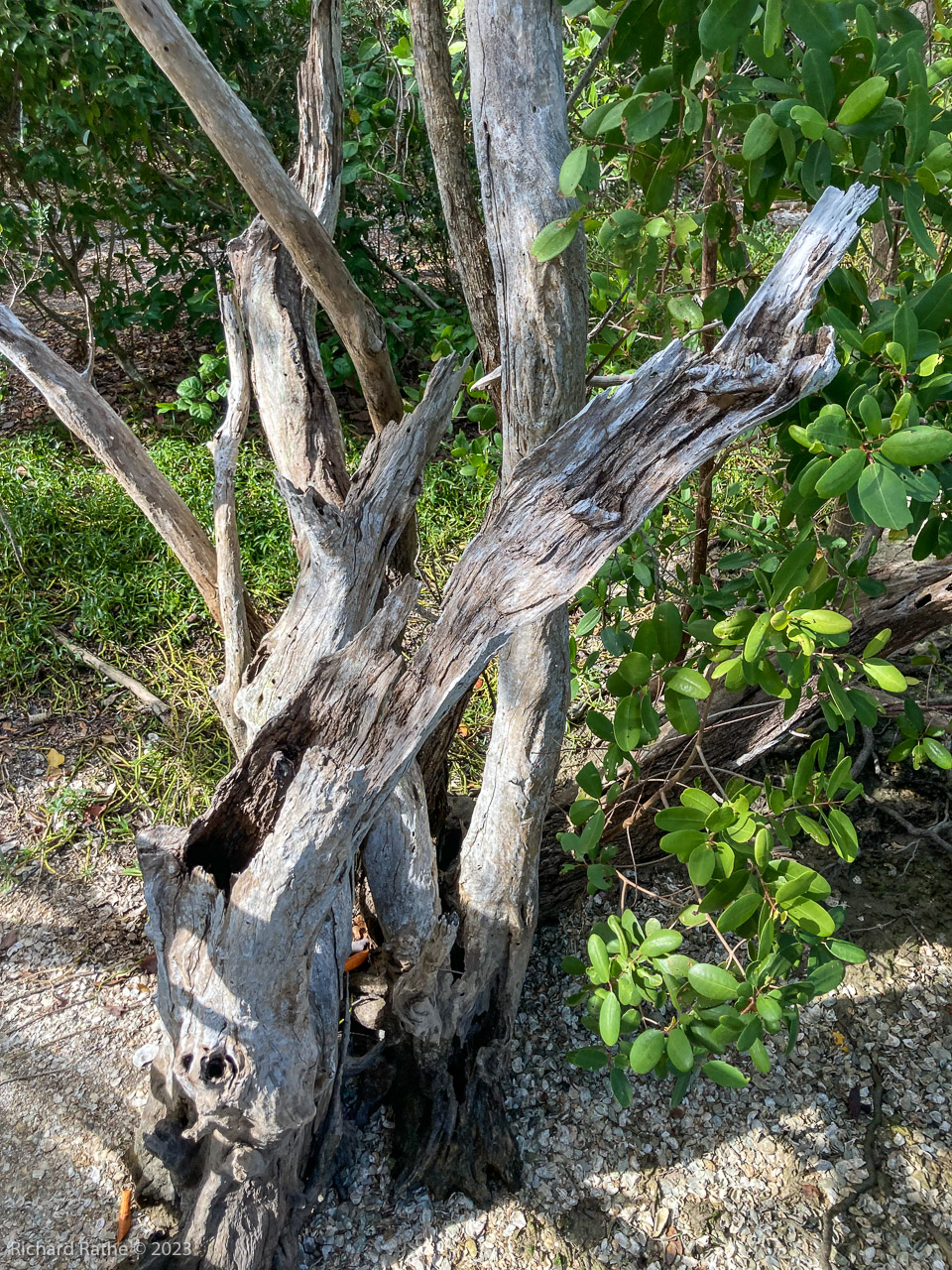 Sandfly Island