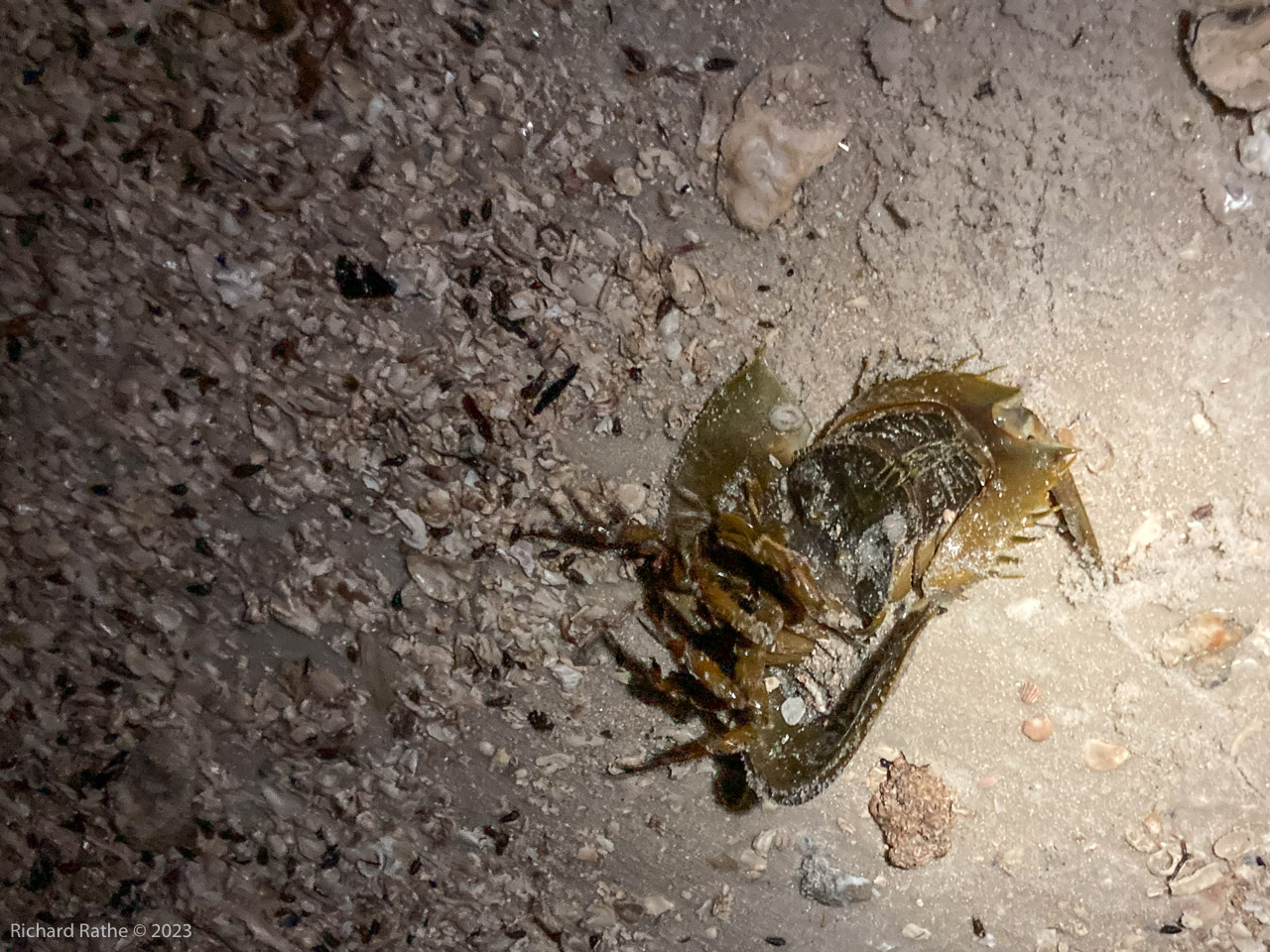 Rabbit Key Horseshoe Crab