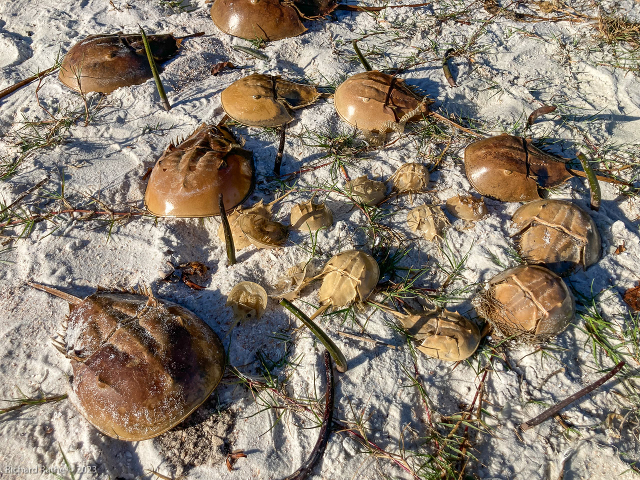 Rabbit Key Horseshoe Crab