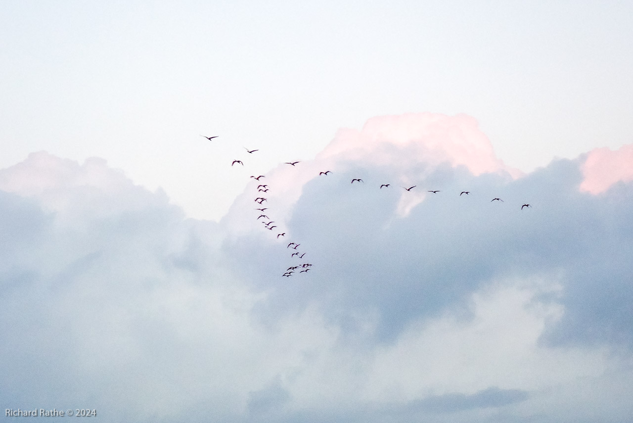 Roseate Spoonbills