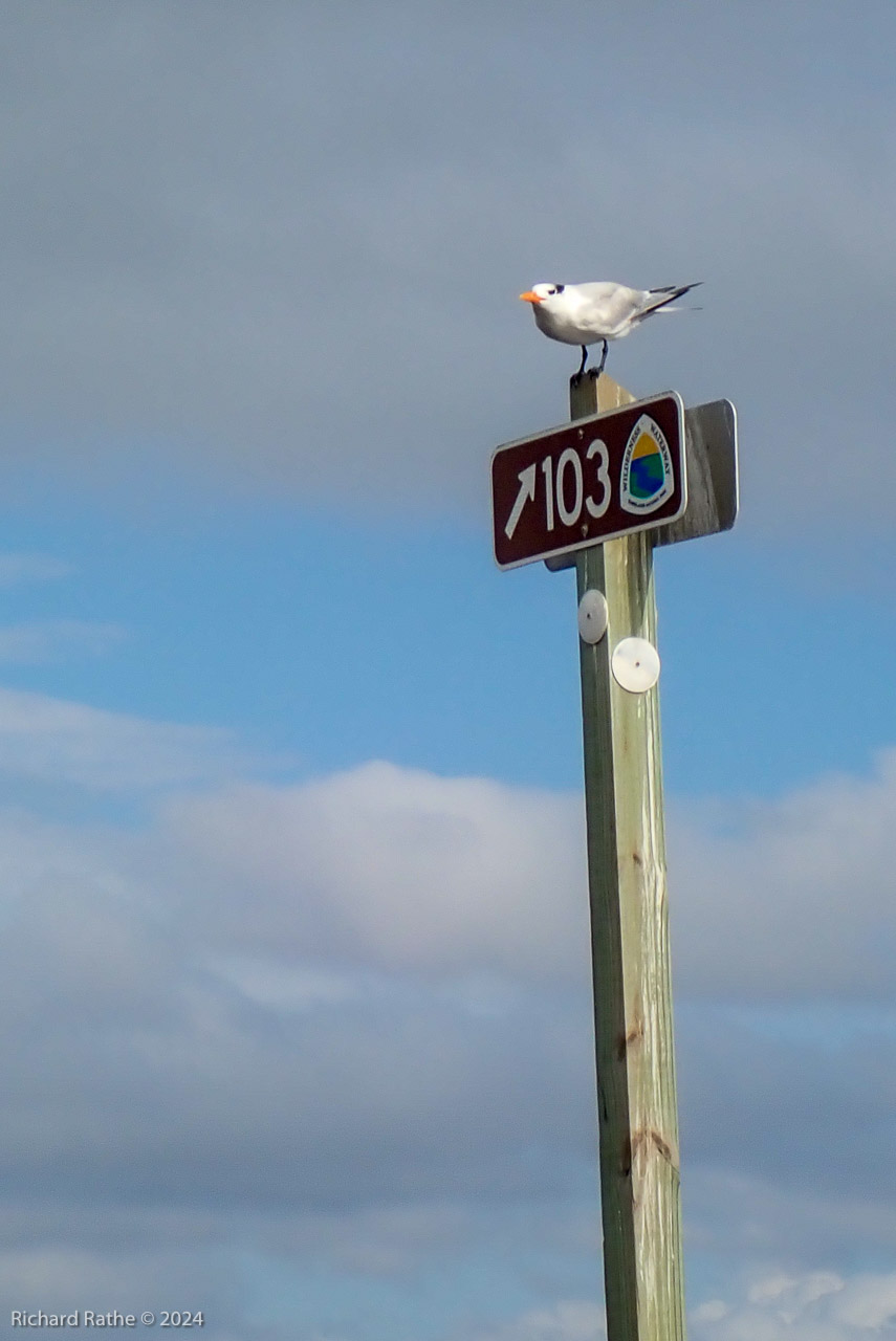 Tern Sign