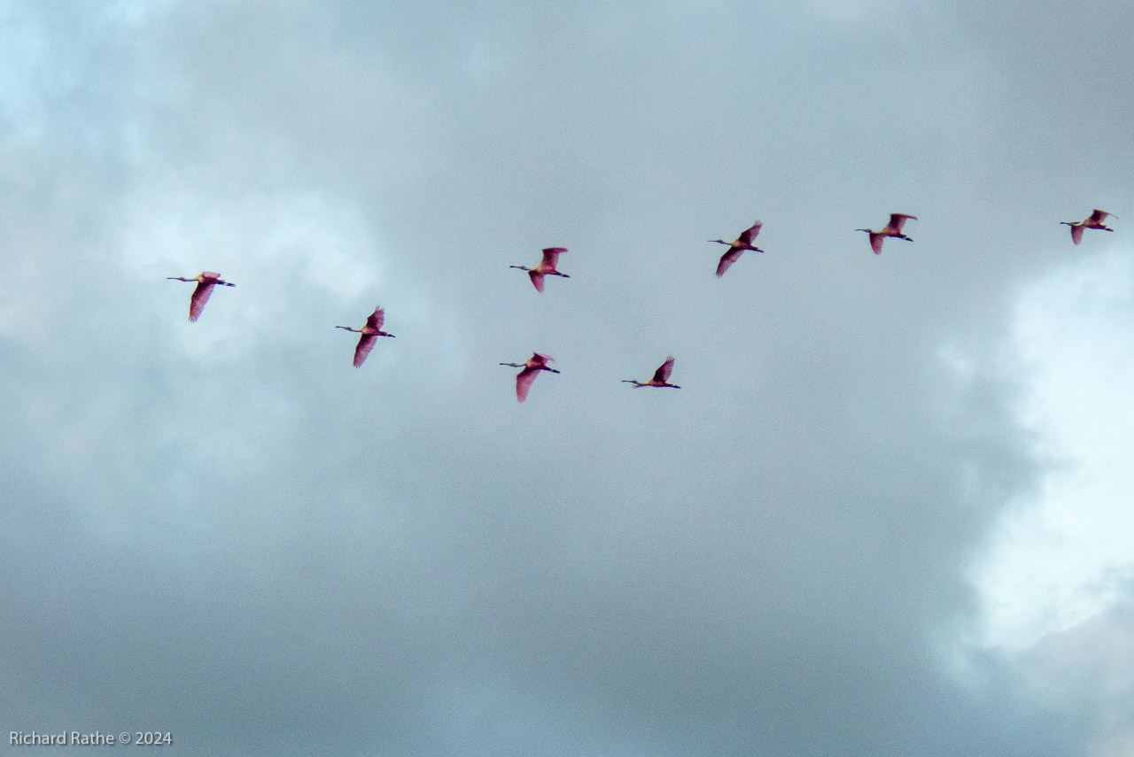 Roseate Spoonbills