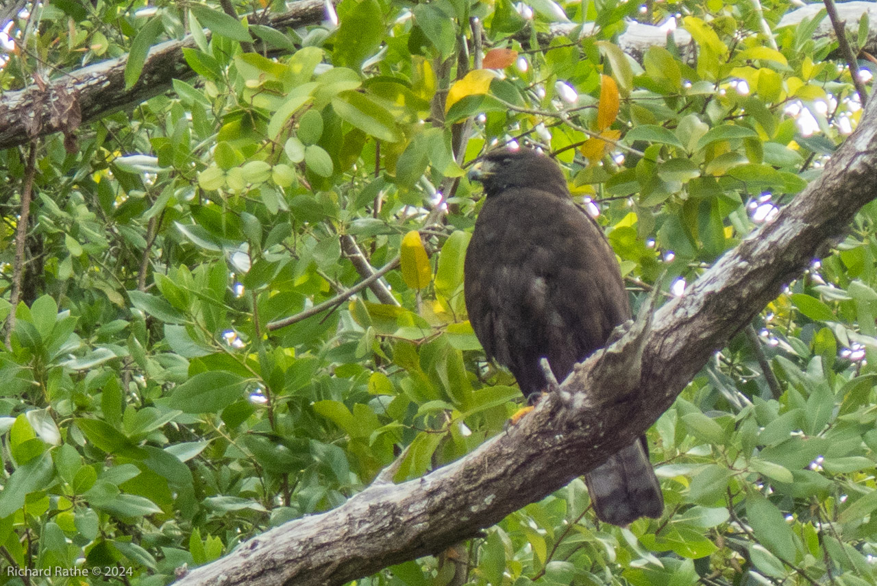 Zone-Tailed Hawk
