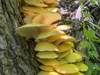0065 2023 Motor Mill Roadside Flowers 2023 Mushrooms