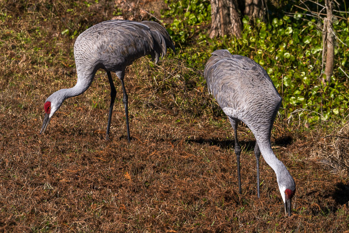 Sandhill Cranes