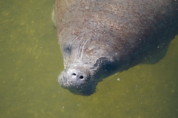 Friendly Manatee