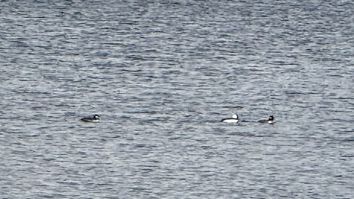 Bufflehead Ducks