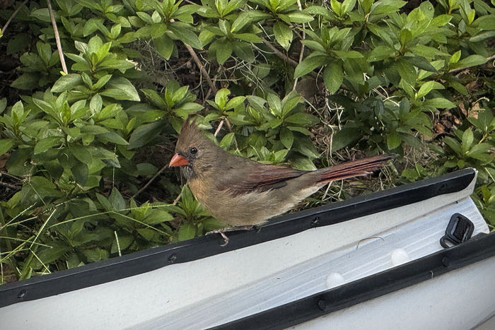 Mama Red (Female Cardinal)