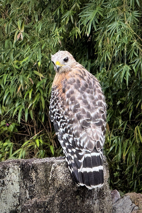 Red-Shouldered Hawk