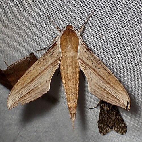 Tersa Sphinx Moth [source:wikipedia]