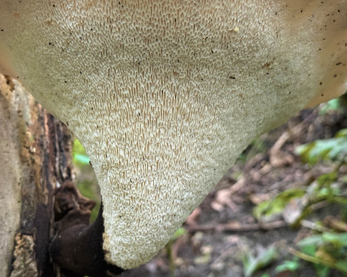 Dryad's Saddle (Pore Detail)