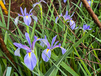 0011 Roadside Flowers 2025 Iris