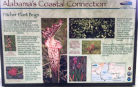 0049 Panhandle 2020 Pitcher Plants Sign 
