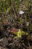 0112 Panhandle 2020 Butterwort Sundew