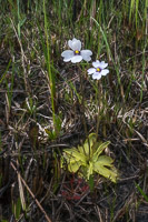 0113 Panhandle 2020 Godfrey S Butterwort Pinguicula Ionantha 