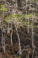 0122 Panhandle 2020 Tate S Hell Dwarf Cypress Boardwalk
