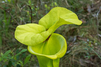 0022 Panhandle 2025 Pitcher Plants Yellow Trumpet Pitcher Plant
