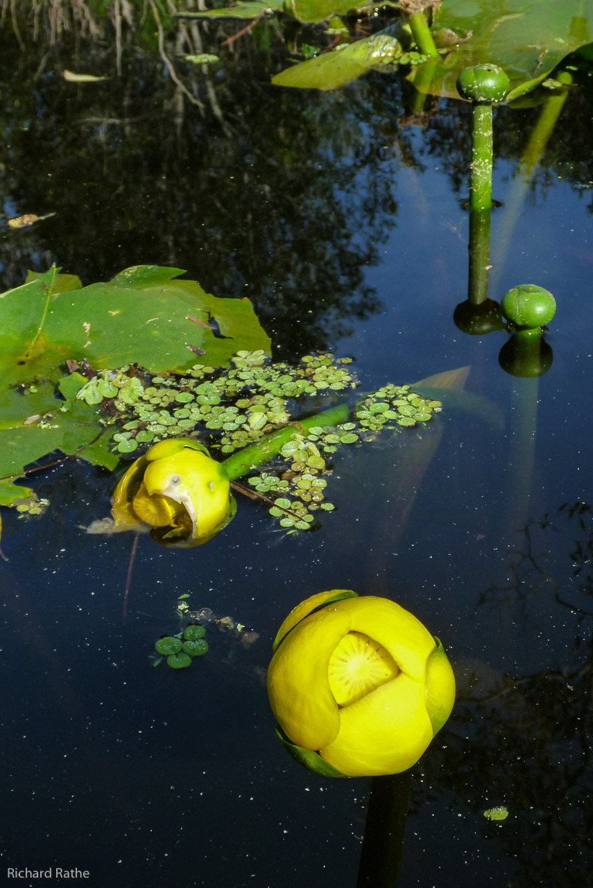 Yellow Pond Lily (Nuphar advena)