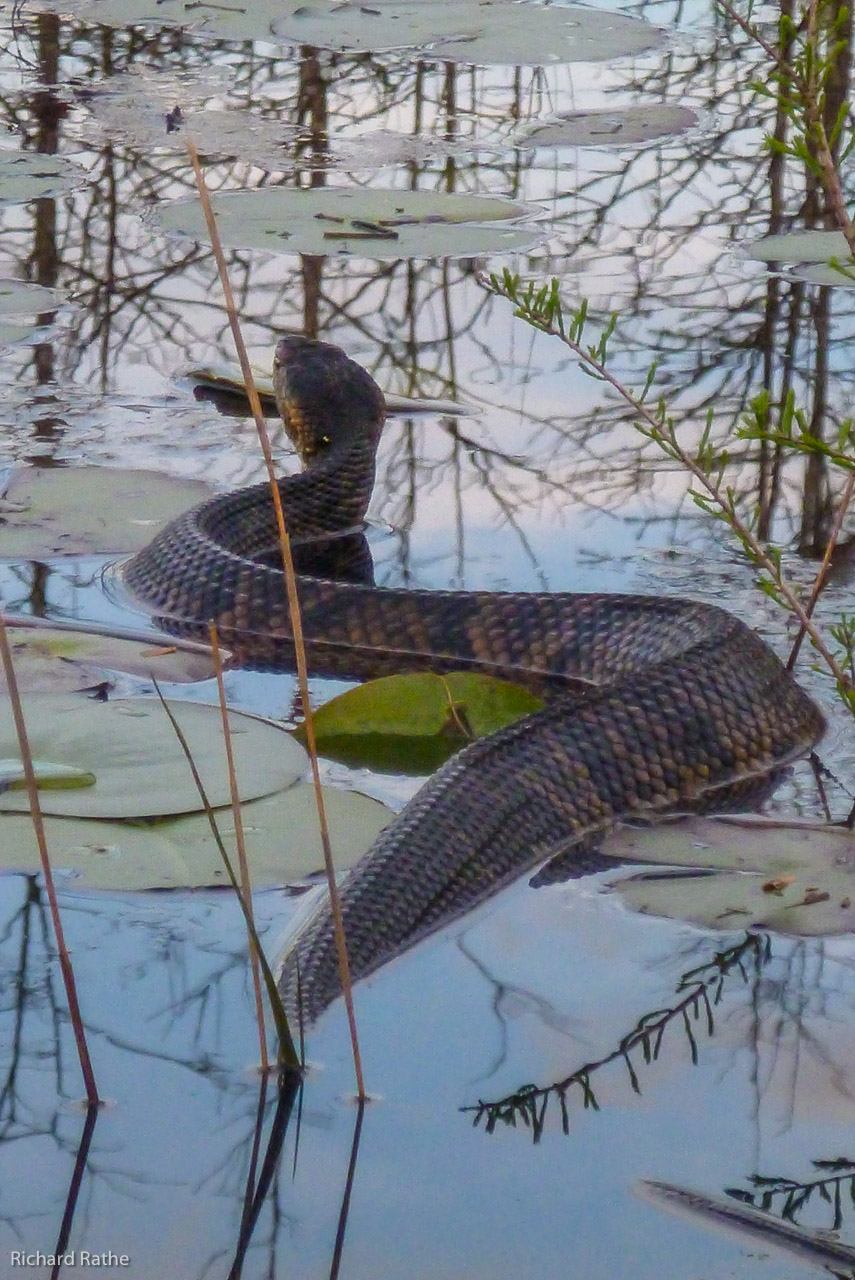 Water Moccasin