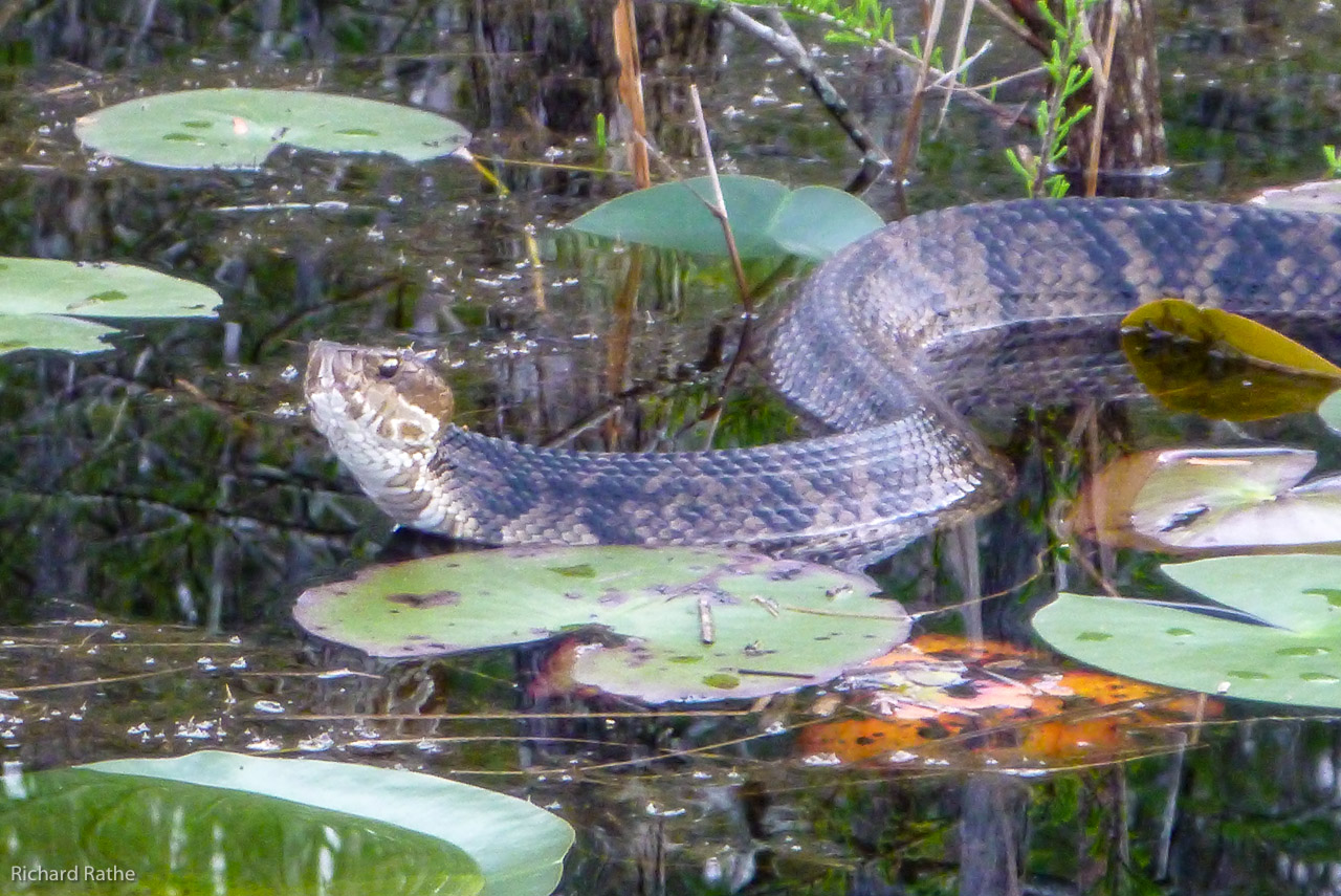 Water Moccasin