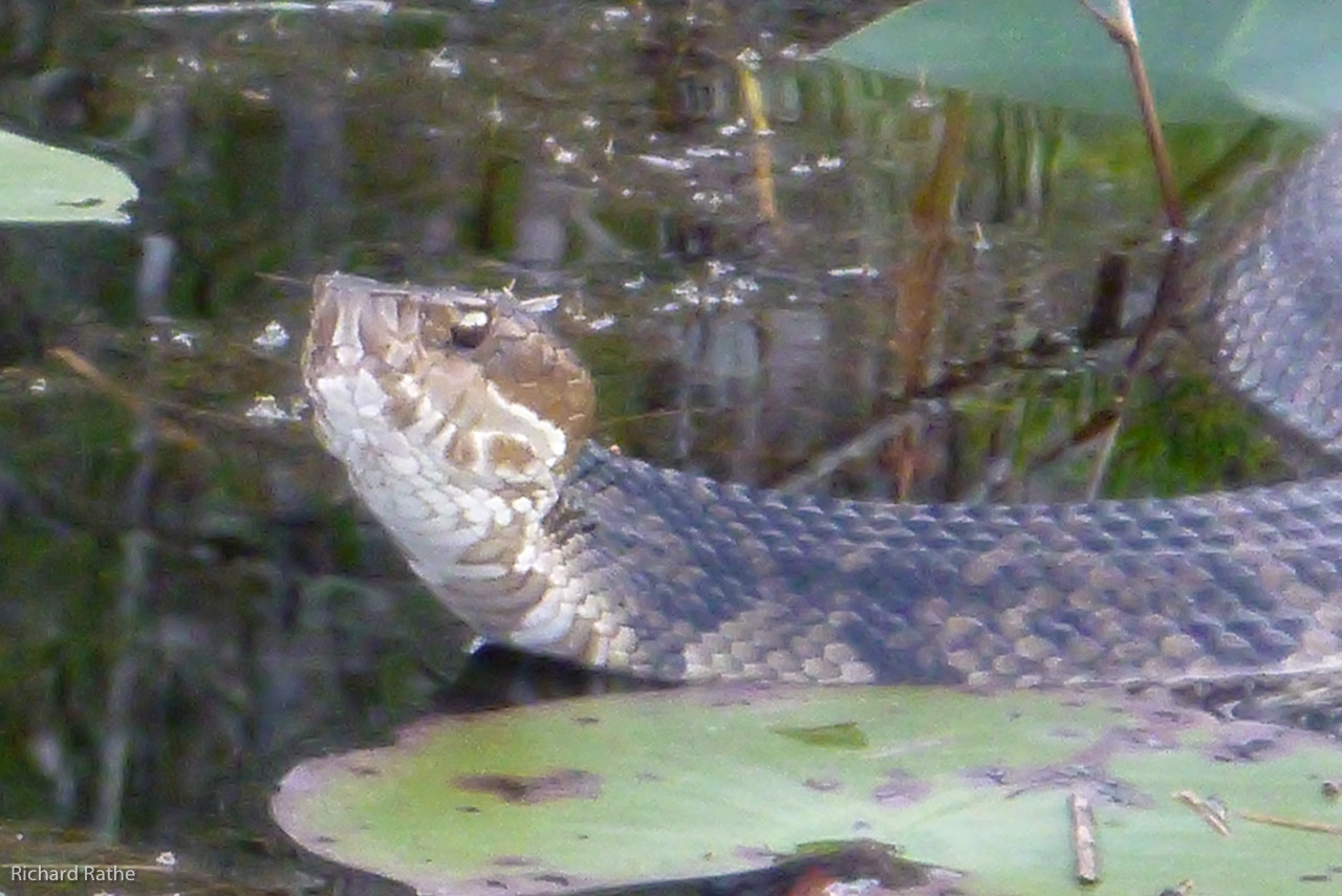 Water Moccasin