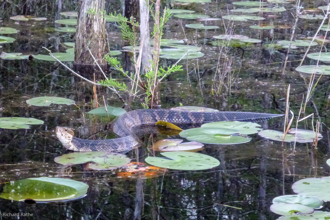 Water Moccasin