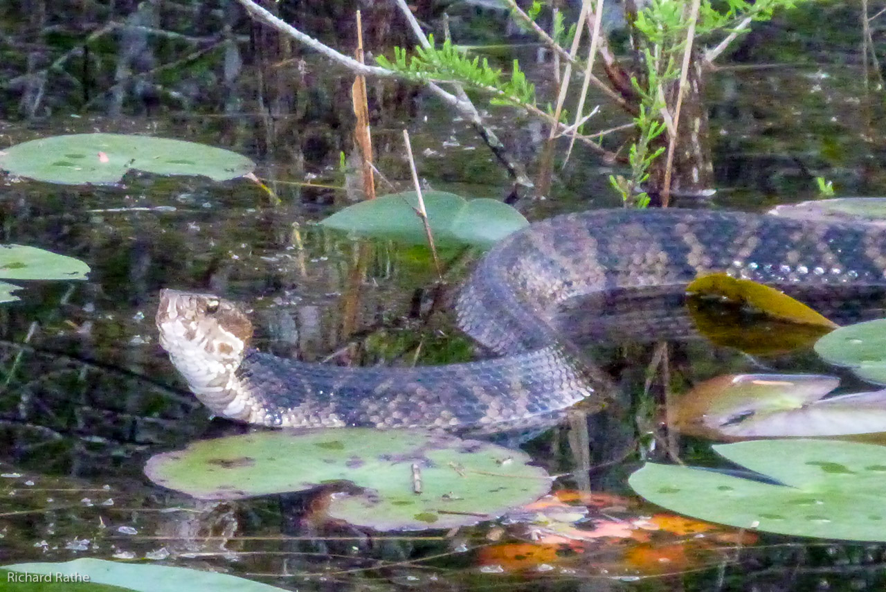 Water Moccasin