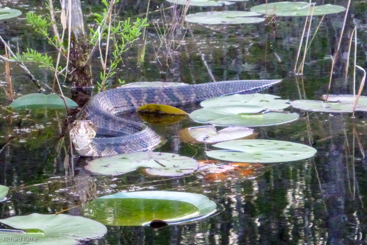 Water Moccasin