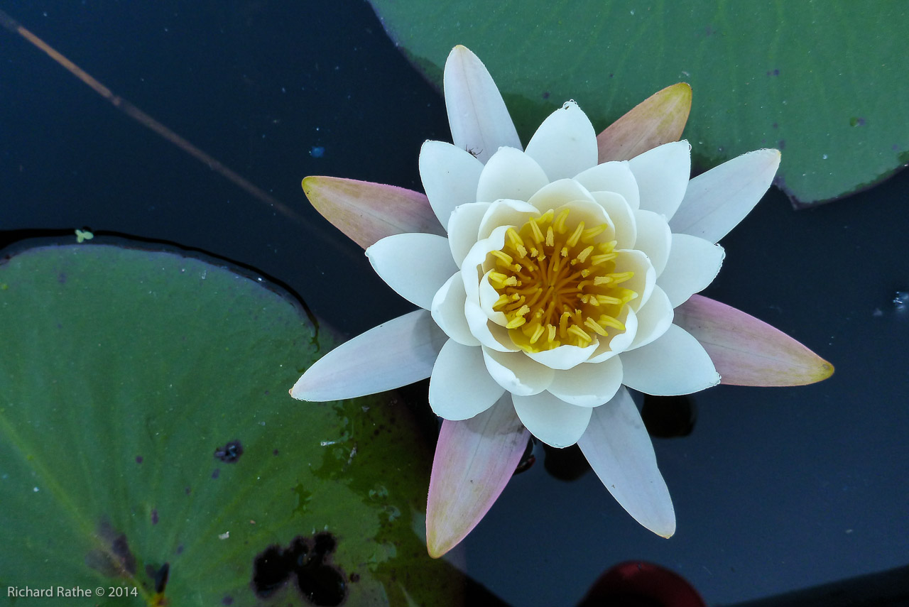 Fragrant Water Lily (Nymphaea odorata)