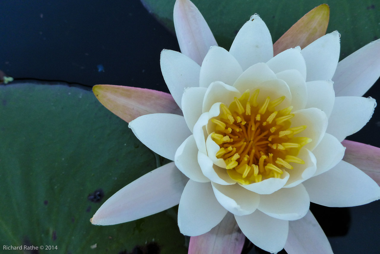 Fragrant Water Lily (Nymphaea odorata)