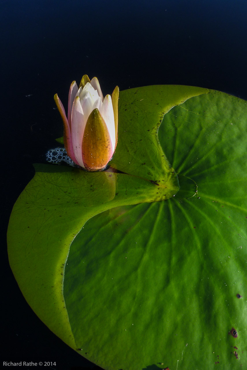 Fragrant Water Lily (Nymphaea odorata)