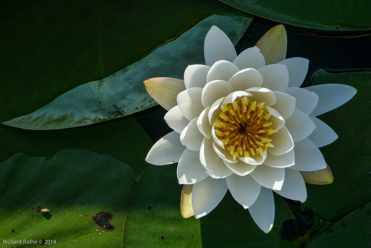 Fragrant Water Lily (Nymphaea odorata)