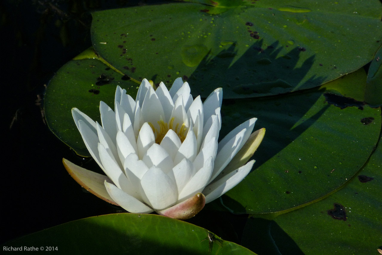 Fragrant Water Lily (Nymphaea odorata)