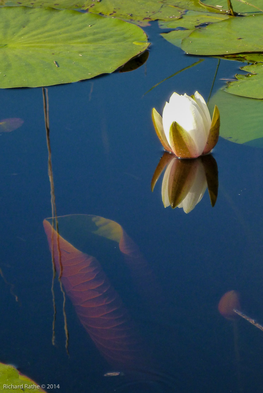 Fragrant Water Lily (Nymphaea odorata)