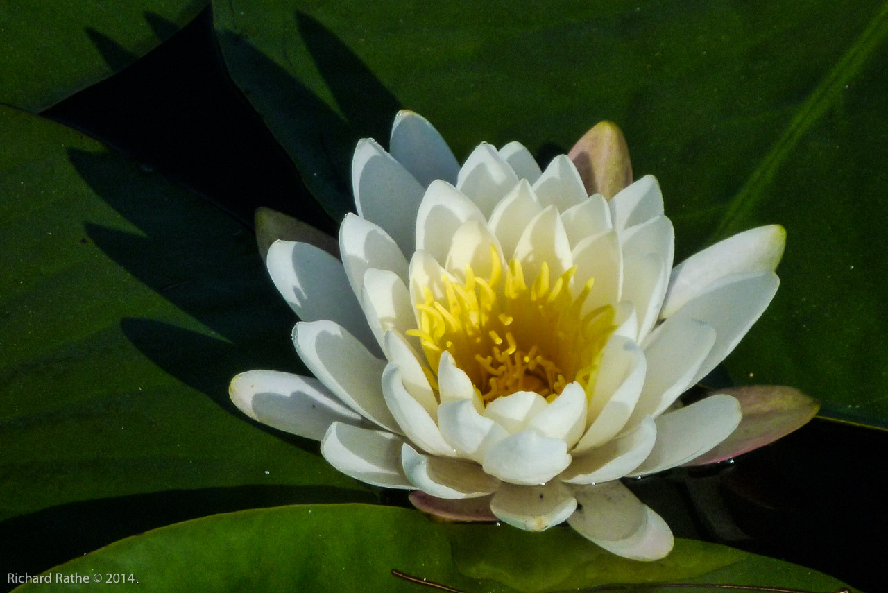 Fragrant Water Lily (Nymphaea odorata)